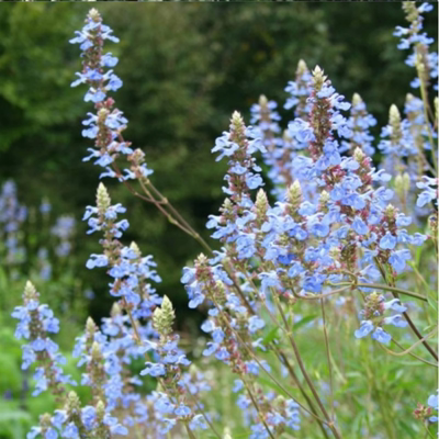 天蓝鼠尾草盆栽苗庭院花镜种植