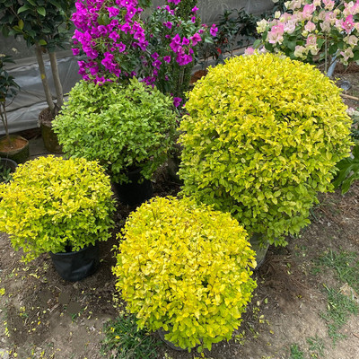 金叶女贞庭院多年生常绿灌木