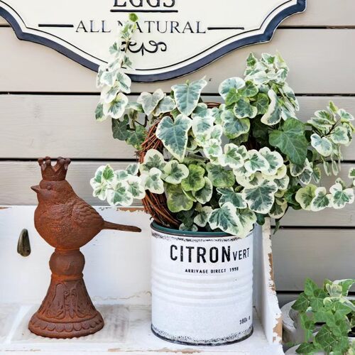 日本进口雪莹盆栽稀有品种日系常春藤室内四季常青观叶小盆栽植物 - 封面