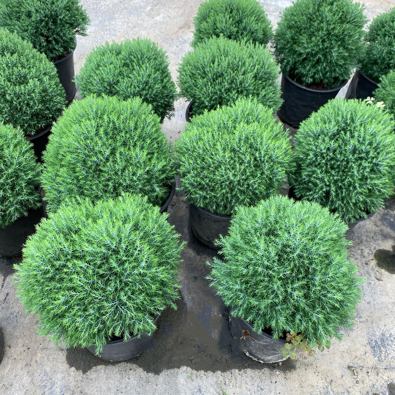 皮球松盆栽 松柏球球形的柏树室内外绿色小植物四季