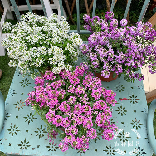 香雪球盆栽庭院耐寒花卉花期久