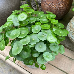 铜钱草盆栽 根茎水培植物阳台室内办公桌水养绿植四季常青好养