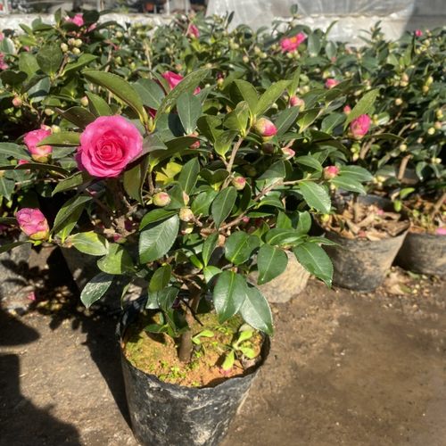 茶梅盆栽带花庭院耐寒花卉
