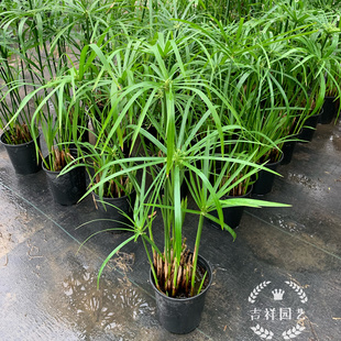 水竹盆栽 旱伞草风车草室内室外水生植物水池造景草四季常青包邮