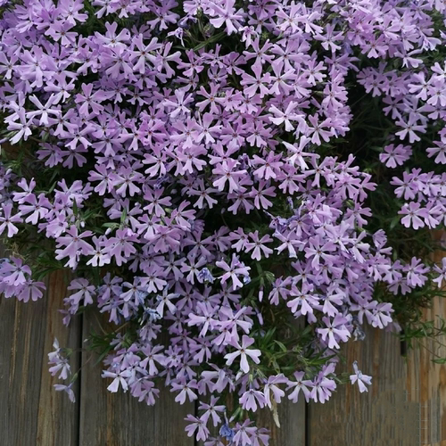 庭院阳台耐寒四季草花芝樱花