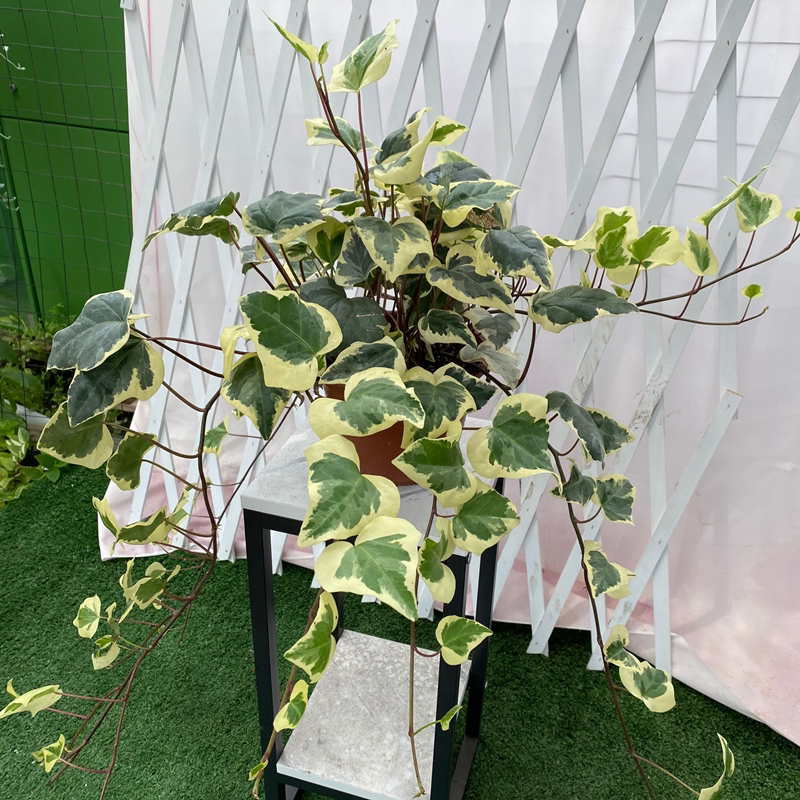 常春藤盆栽 大叶金边常春藤 欧洲大花叶常春藤 四季常青盆景老桩