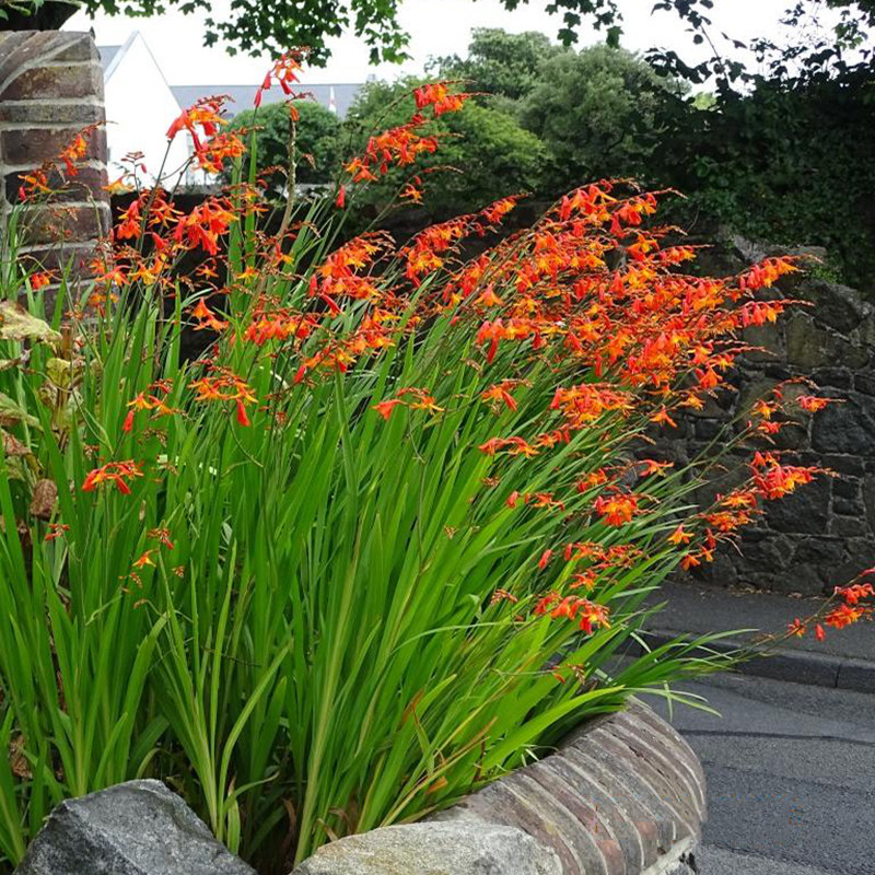 火星花盆栽庭院花镜种植多年生宿根观花植物耐热花期久包邮