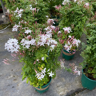 多花素馨花苗大苗带花 攀援爬藤花卉庭院阳台种植花期久2盆包邮