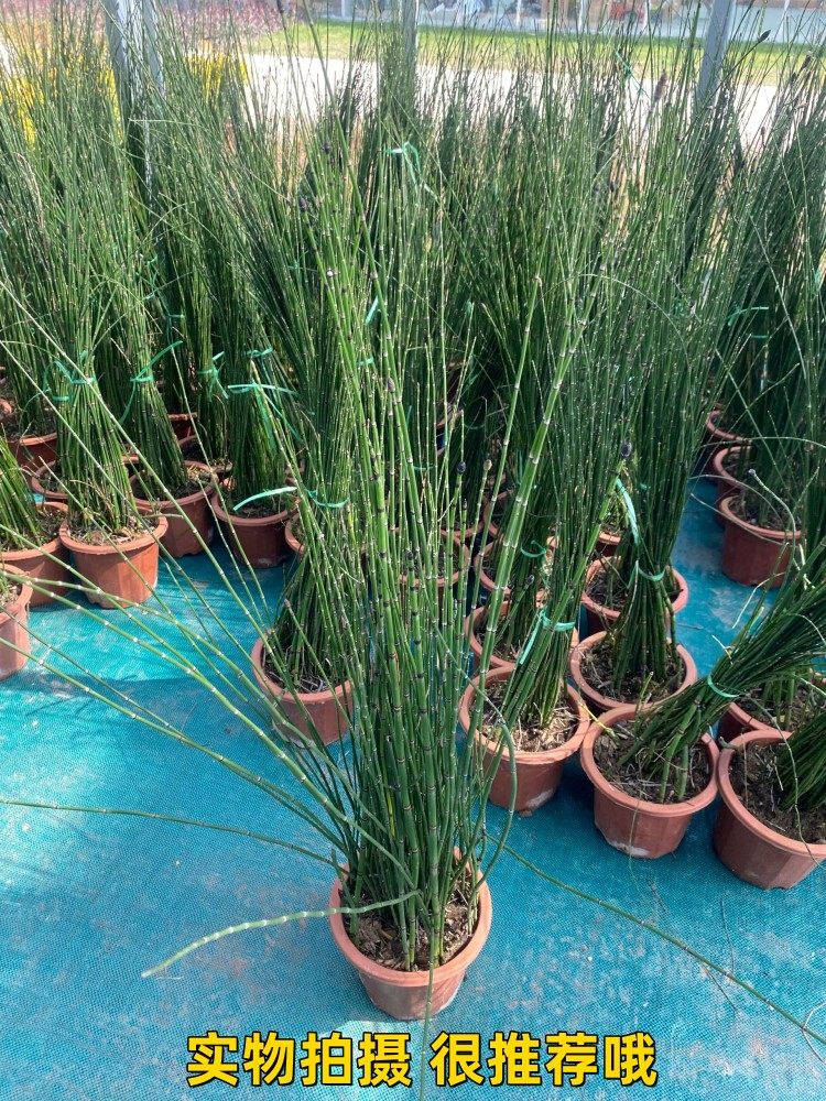 定制进口木贼盆栽笔头草庭院日式枯山水水生造景植物常绿多年生包