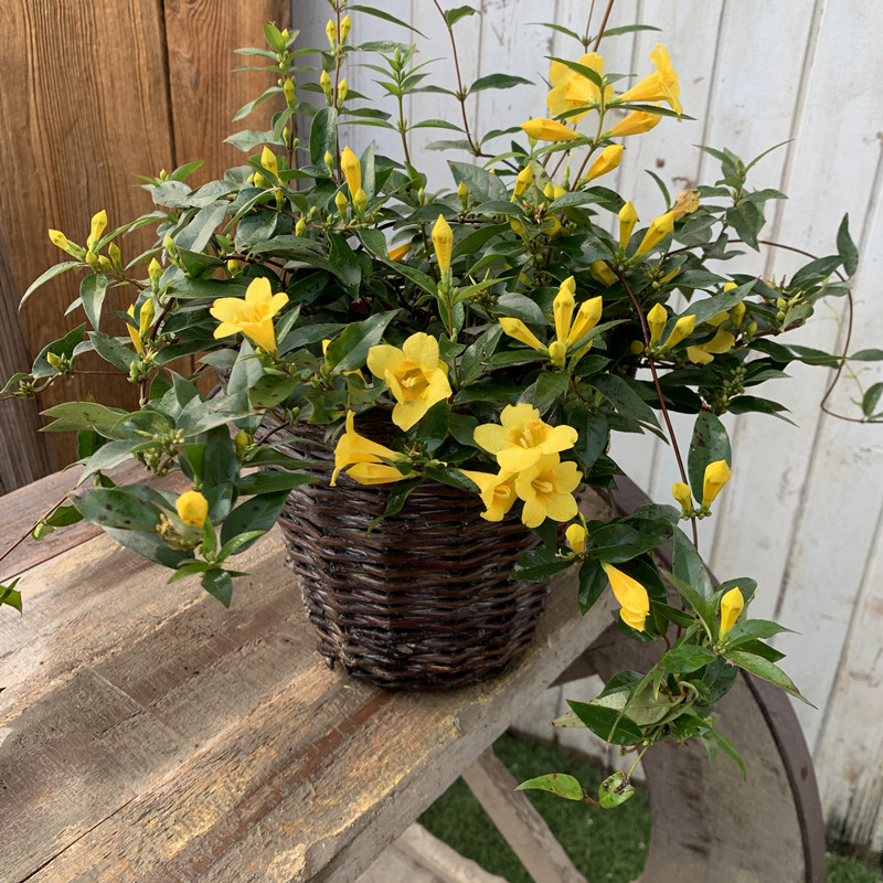 法国香水盆栽香水藤花苗庭院阳台爬藤花卉花味清香四季常青包邮