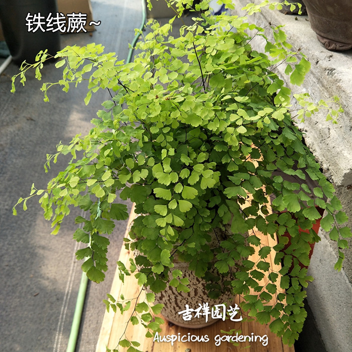 铁线蕨盆栽铁丝草室内耐阴绿植美观净化空气四季常青好养包邮