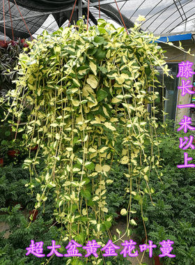 千叶兰盆栽庭院阳台垂吊植物