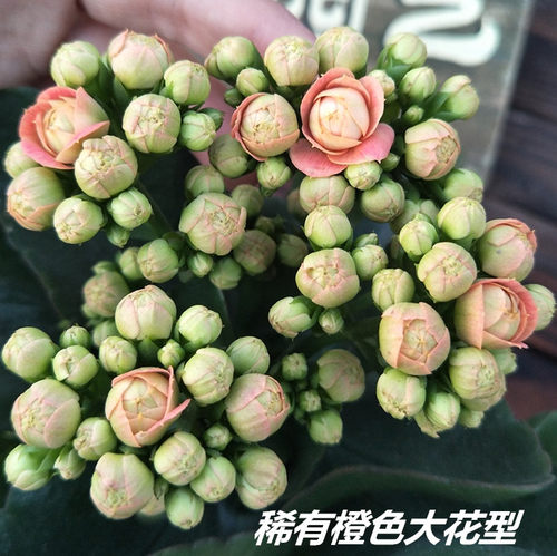 进口重瓣巴黎品种桌面长寿花盆栽