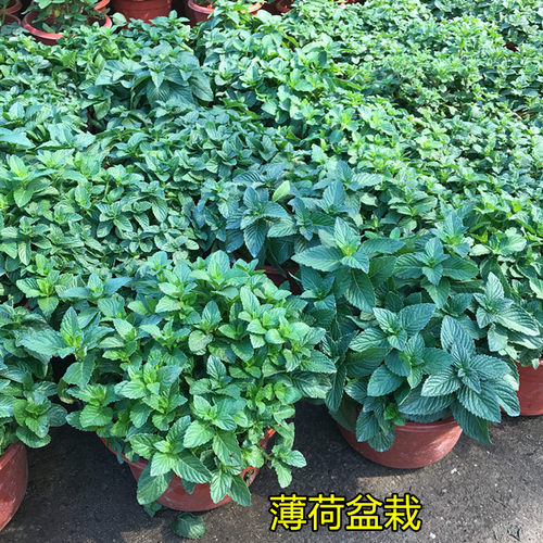 清香型留兰香薄荷食用柠檬香蜂草