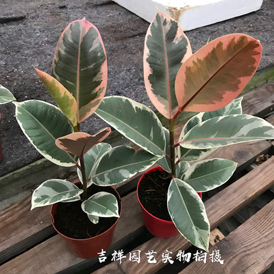 北欧风植物花叶橡皮树室内绿植