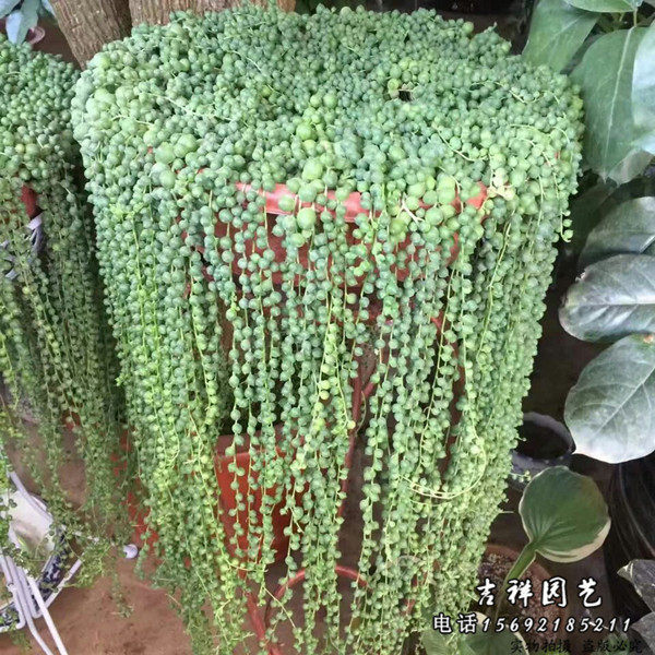 多肉植物情人泪盆栽 珍珠吊兰圆佛珠锦带盆室内阳台垂吊绿植包邮