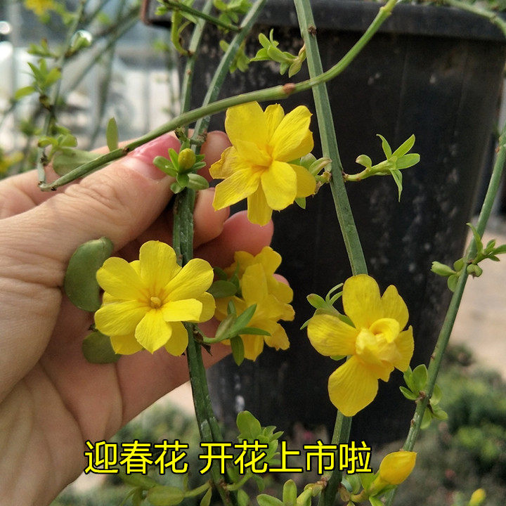 初春使者迎春花花苗 瀑布般的迎春大苗带花上市 可垂吊可爬藤包邮