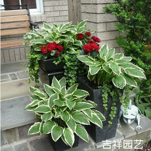 吉祥园艺玉簪盆栽多年生宿根植物