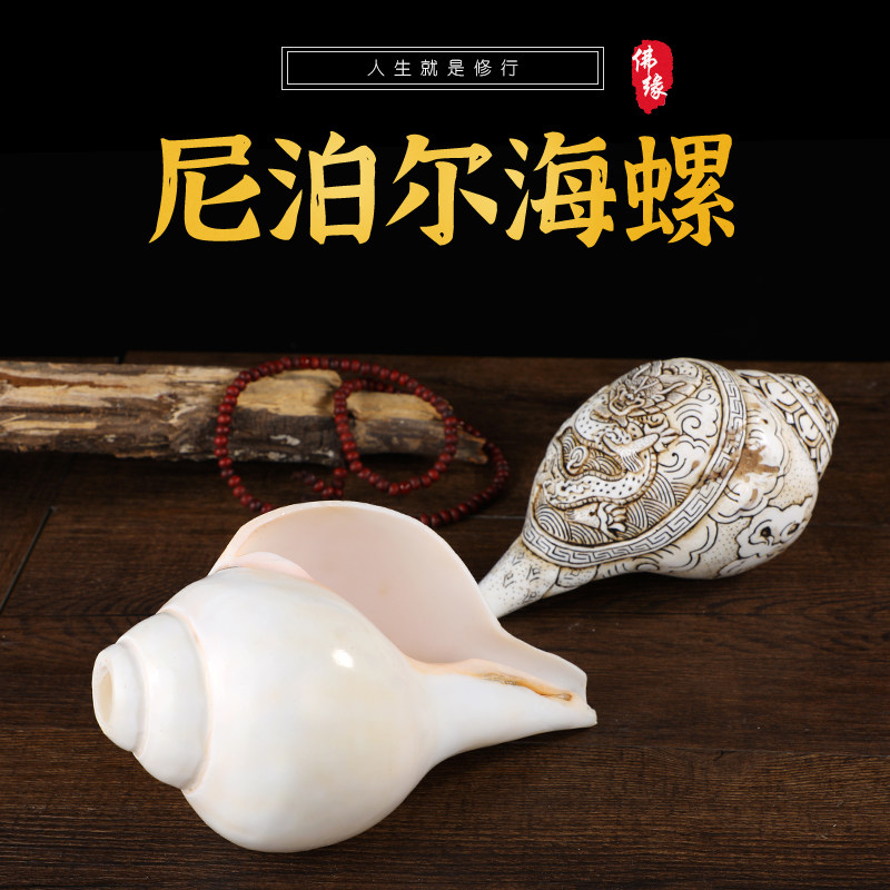 尼泊尔白海螺佛家左旋