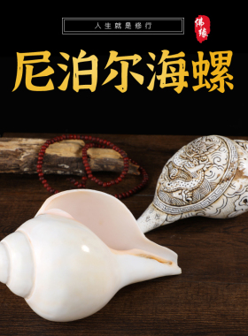 尼泊尔白海螺佛家左旋