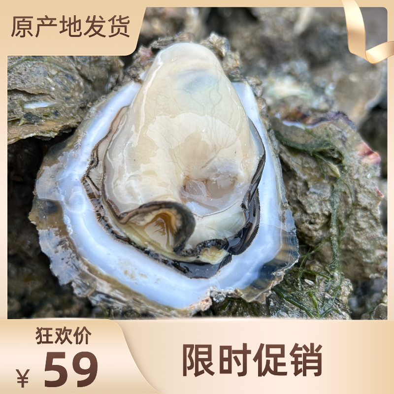 新品湛江生蚝鲜活五斤特大即食带壳新鲜牡蛎生吃刺身广东顺丰包邮