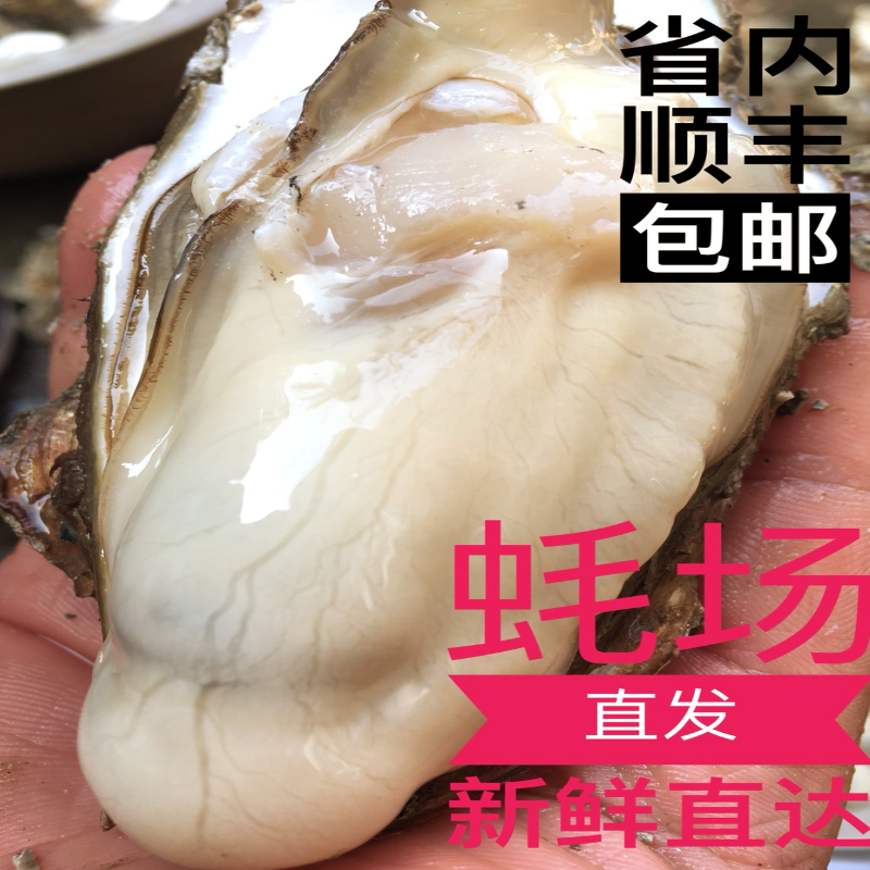 新品湛江生蚝鲜活10斤特大即食带壳新鲜牡蛎生吃刺身春节礼品套装