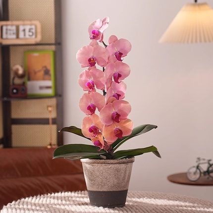 精品超大花蝴蝶兰盆栽带盆带花苞好养室内花卉中秋年宵花家居装饰