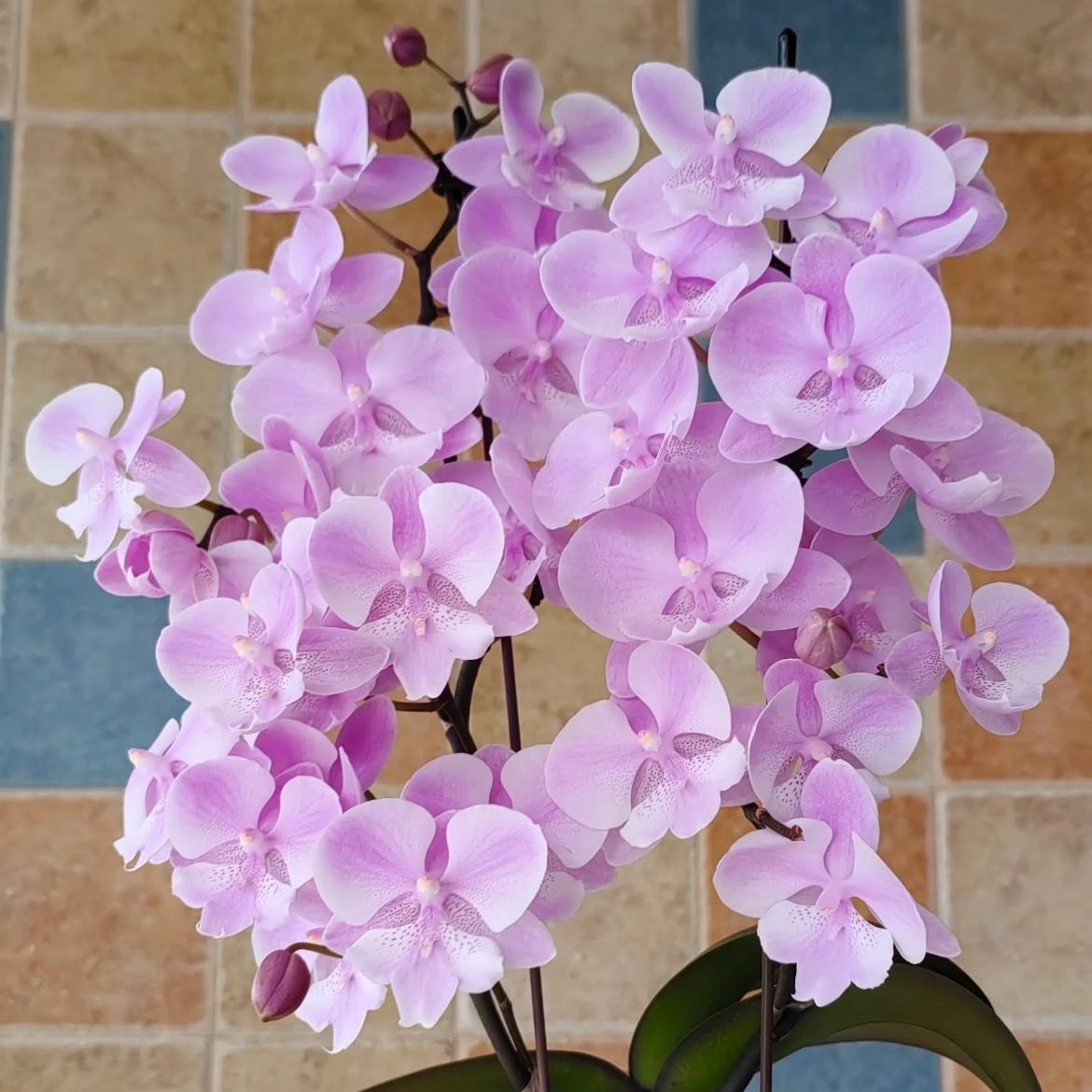 粉色大舌头蝴蝶兰多花剑树形多分叉禹城王子带花苞盆栽