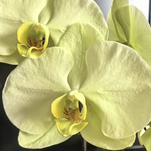 绿帝王蝴蝶兰盆栽带花苞室内客厅办公室桌面四季开花植物好养易活