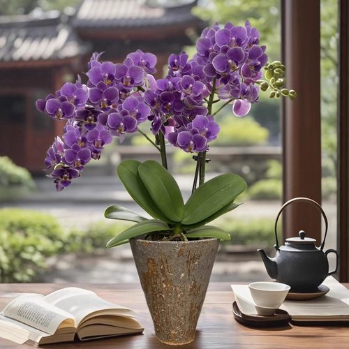 蓝紫色蝴蝶兰盆栽带花苞真花客厅办公室桌面四季好养花卉乔迁开业