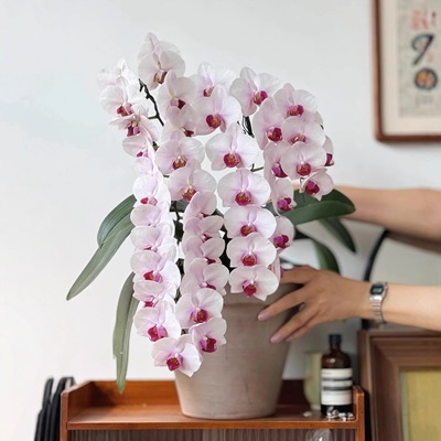 杭州美女仙女粉蝴蝶兰四季好养活