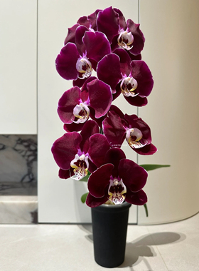 幻影大浓美艳丝绒感高级红色蝴蝶兰花苗高品质复古超大花带花苞