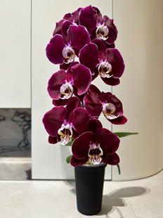 幻影大浓美艳丝绒感高级红色蝴蝶兰花苗高品质复古超大花带花苞