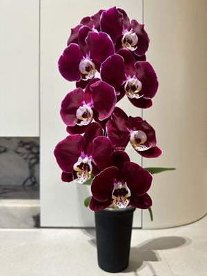 幻影大浓美艳丝绒感高级红色蝴蝶兰花苗高品质复古超大花带花苞