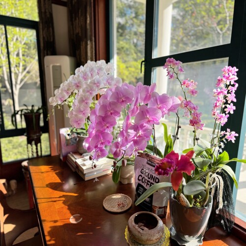 德州姑娘超长花絮蝴蝶兰四季好养