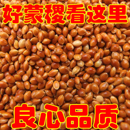 婴儿蒙稷红黍子500克枕头