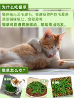 The well-grown cat grass potted plant, the cat hairball plant, has been planted and sprouted to remove hairballs. The cat snack catnip thumbnail 5
