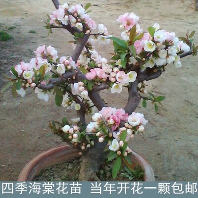 海棠盆栽重瓣日本海棠花树苗庭院花卉兰花盆景观花植物室内花包邮 绿鑫花卉 淘优券