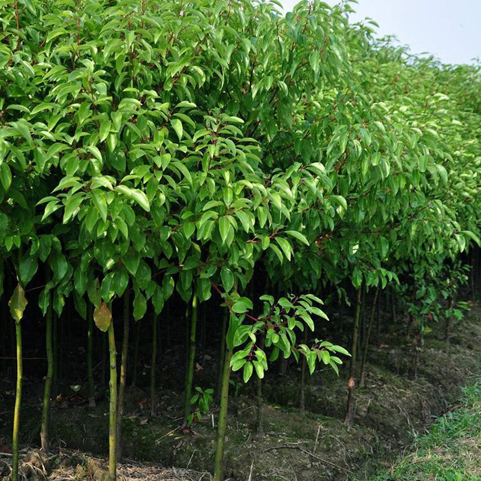 绿化苗木行道树龙脑香樟树苗庭院绿化香樟苗龙脑樟树苗驱蚊树包邮