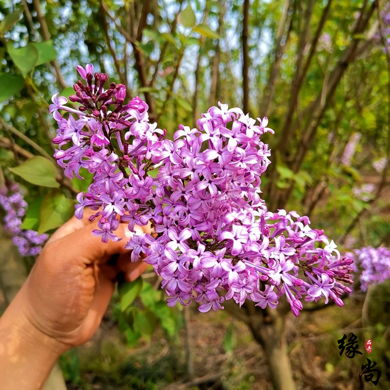 耐寒丁香花树苗庭院浓香花卉植物紫白黄丁香花苗四季盆栽地栽绿植