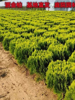 黄金柏树苗松柏苗木盆栽地栽花卉庭院绿化植物原生香松扁柏