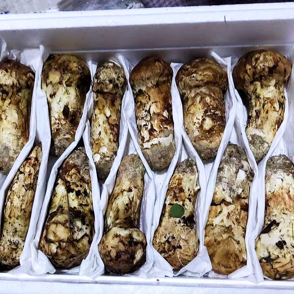 【阿斌助农】藏区高原小金县  小金松茸  250g/500g/1kg 顺丰包邮