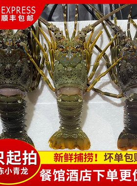 新鲜小青龙龙虾鲜活大龙虾澳洲龙虾冰鲜冷冻大虾海鲜水产花龙龙虾