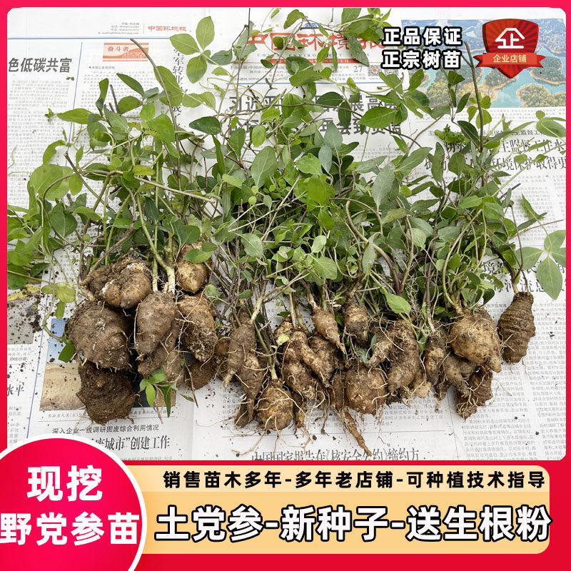 野党参苗羊乳参苗可煲汤食用药用图片
