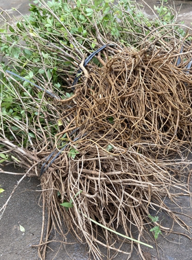 正宗刺五加药用盆栽易成活树苗