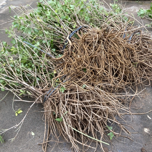 正宗刺五加苗 种子药用 五加皮苗三五加菜苗五爪龙盆栽易成活树苗