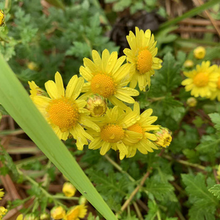 四季可种野黄菊花苗自己做菊花茶夏季凉茶老根山黄菊小金菊苗