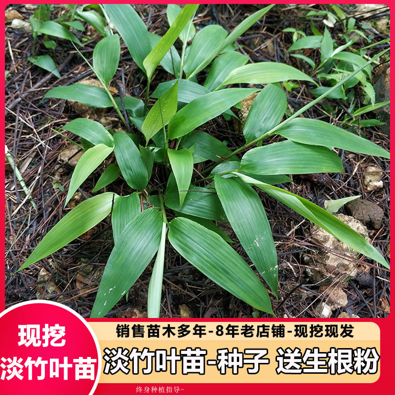 淡竹叶苗 淡竹叶种子 山鸡米金鸡小竹叶根苗中草药种子可盆栽地栽