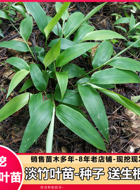 淡竹叶种子根苗中草药盆栽地栽
