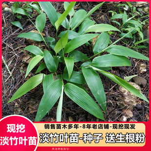 淡竹叶苗 淡竹叶种子 山鸡米金鸡小竹叶根苗中草药种子可盆栽地栽